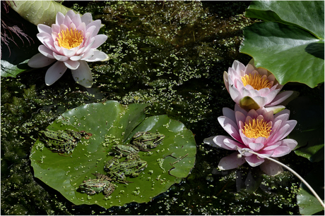 lekker in het zonnetje