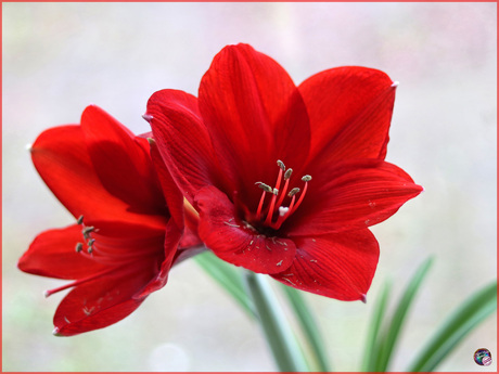 Amaryllis …