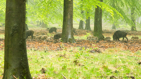 Wilde varkens met frislingen