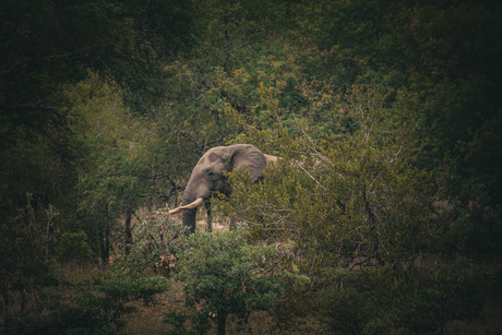 Olifant tussen de struiken
