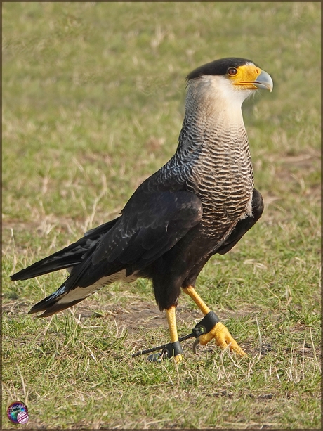 Kuifcaracara …