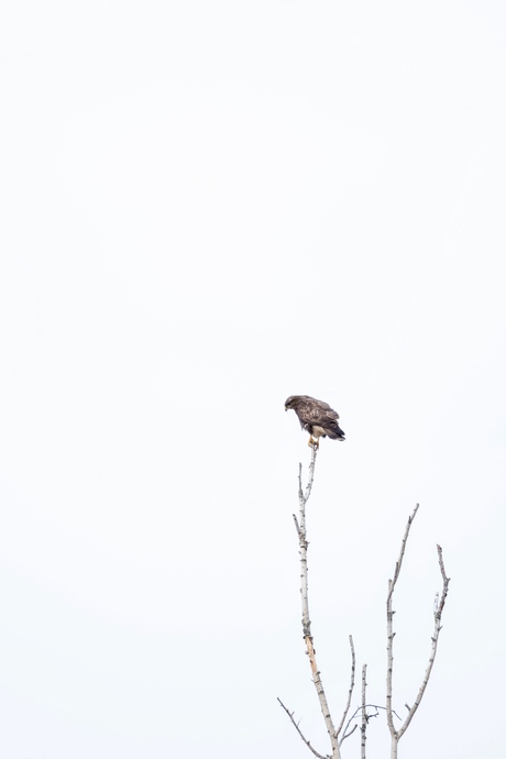 Buizerd