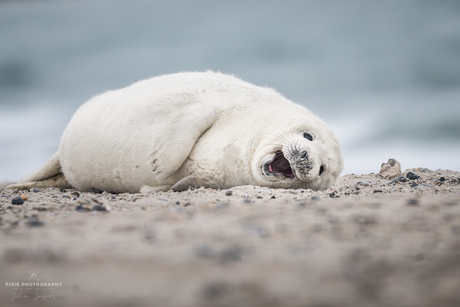 Zeehonden spotten in Helgoland