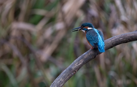 IJsvogel