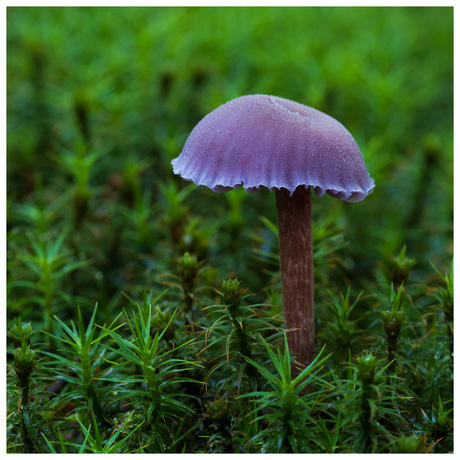 The Purple Paddo