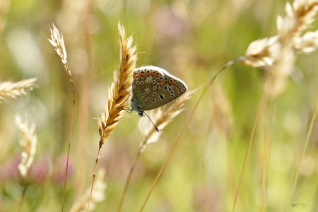 Soft colours......