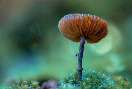 Fluweelpootje met bezoek