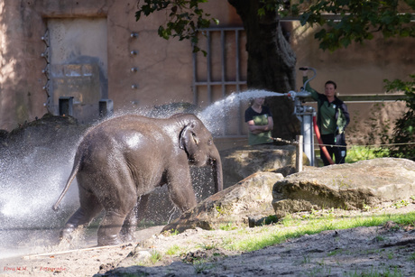 Spuitbeurt voor Maxi