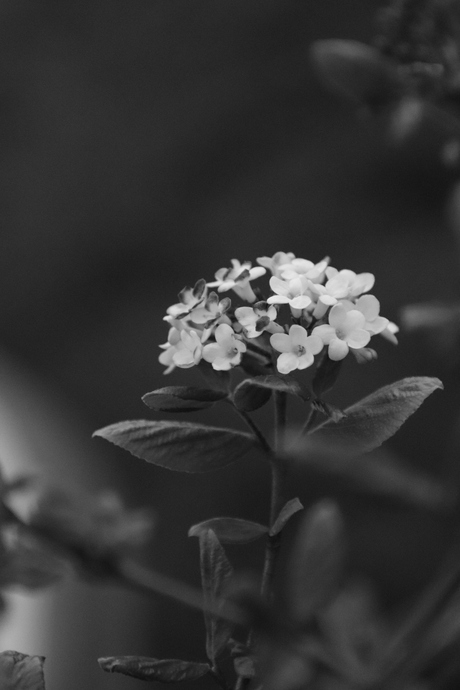 verschroeide bloem na zomerse dag 