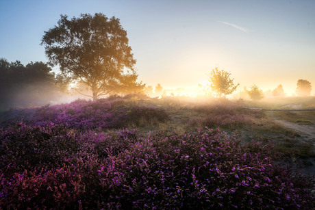 Strabrechtse heide