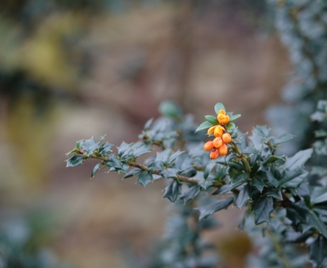 herfstkleur