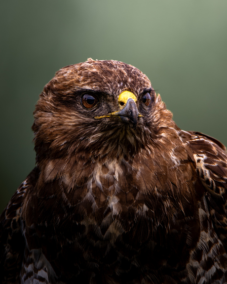 Buizerd portret