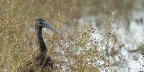 Zwarte ibis kruipt uit z'n schulp