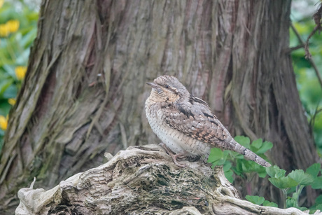 Draaihals  bezocht mijn tuin