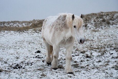 White horses in the snow