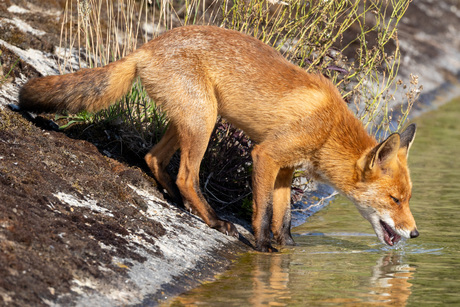 Dorst