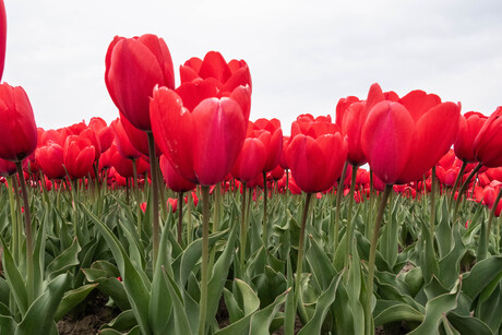 Rode tulpen
