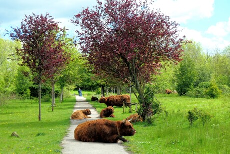 In de weg.