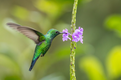 Tuinsmaragdkolibrie in vlucht
