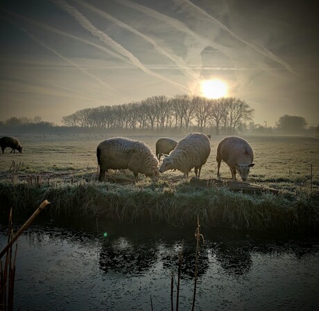 Schapen in de ochtendmist