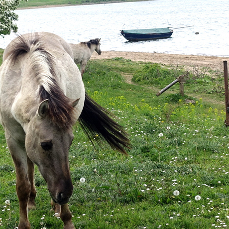 horse