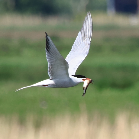 The Sterna Hirundo...