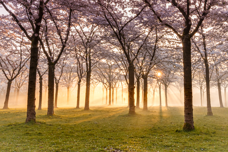 Bloesempark Amstelveen