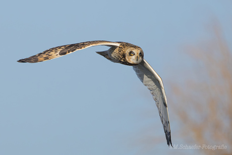 Velduil met knipvlies