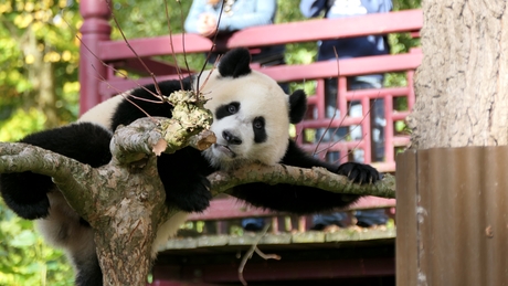 Jonge panda