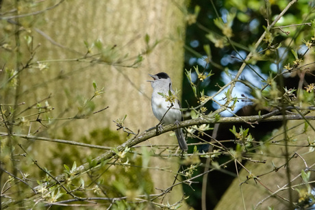 Zwartkopje zingt  het hoogste lied tussen de takjes.