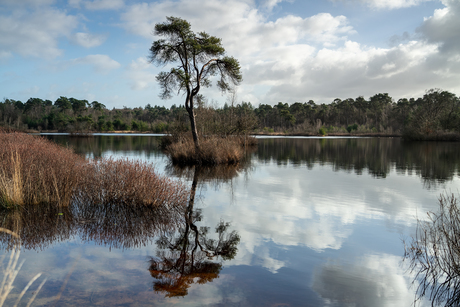 reflexi