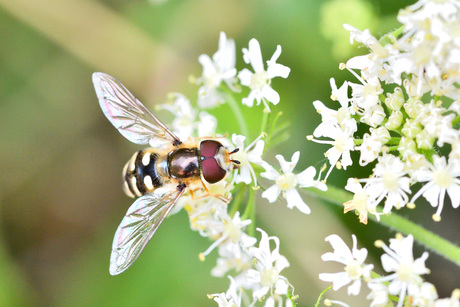 Scaeva pyrastri