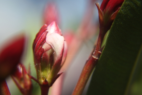 oleander befor bloom