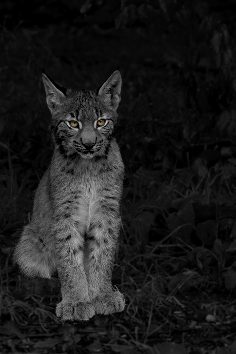 Lynx jong omgezet in zwart wit