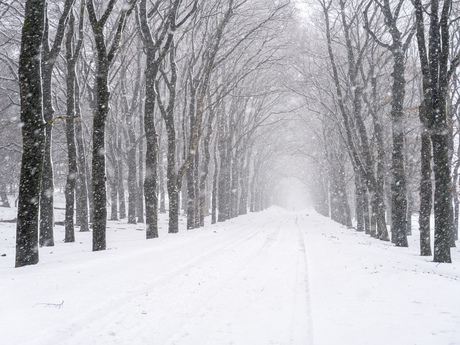 Sneeuw in het Planken Wambuis