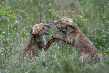 Twee spelende jonge vossen.