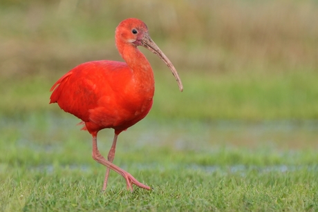 Rode Ibis in de Nieuwe Dordtse Biesbosch