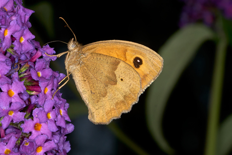 Gezegend weekend !!!