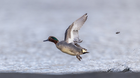 Wintertaling vliegt op
