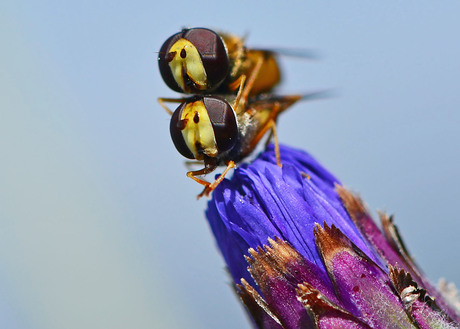 Zweefvliegjes op een bloem