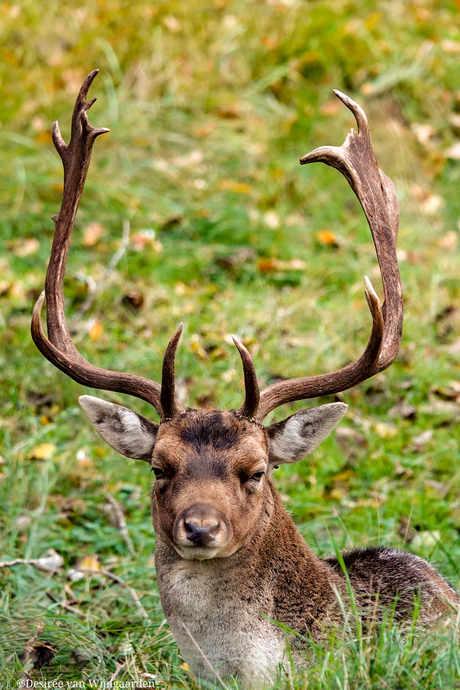 damhert in de AWD
