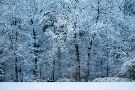 Uitzicht op bosrand met besneeuwde bomen