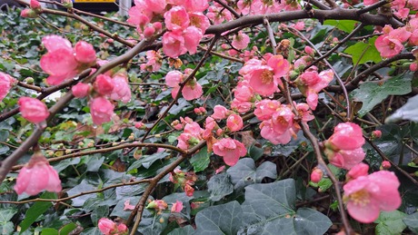 Er bloeit nog wat in december