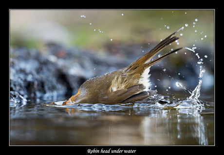 Robin head under water