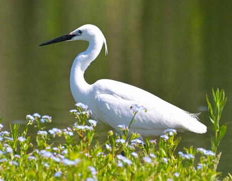 Kleine zilver reiger