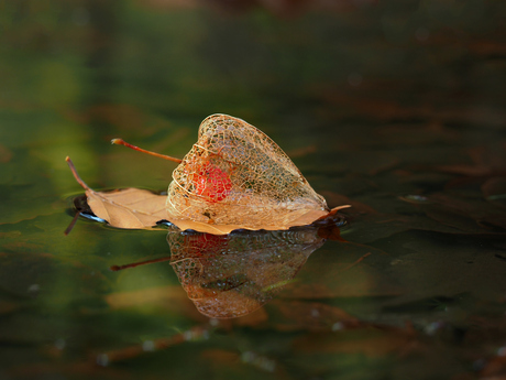 Herfstfoto 