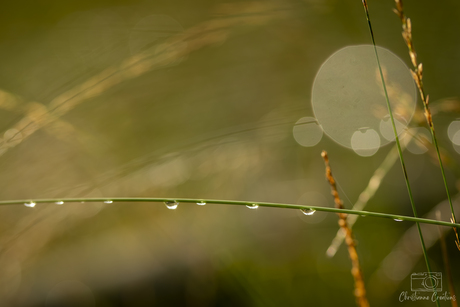 Schittering van Natuurlijke Stilte