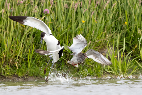 birds