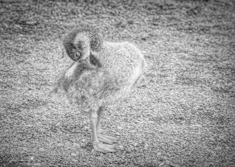 Eenvoud in Reflectie.