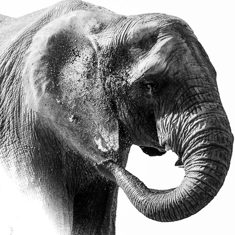 Olifant speelt met zand
